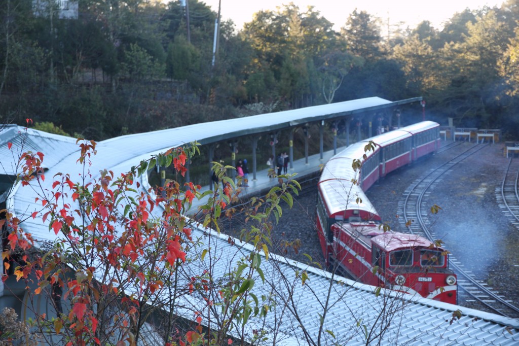 A narrow gauge train on the Alishan Forest Railway