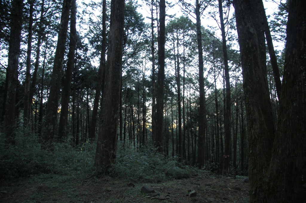 trees alishan forest