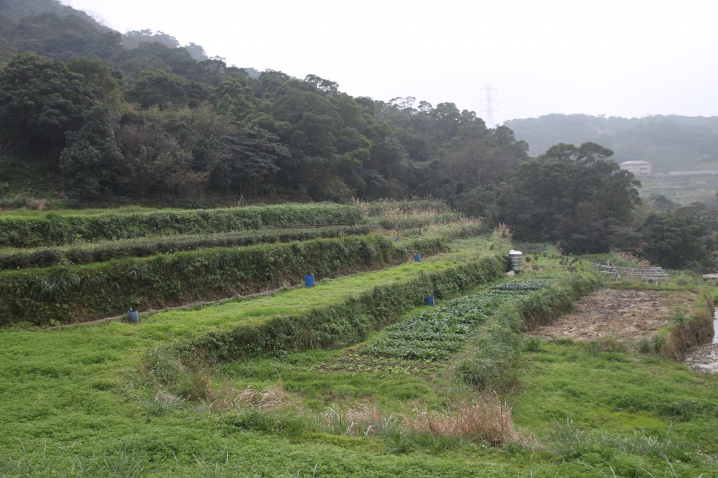 Tea fields in Maokong