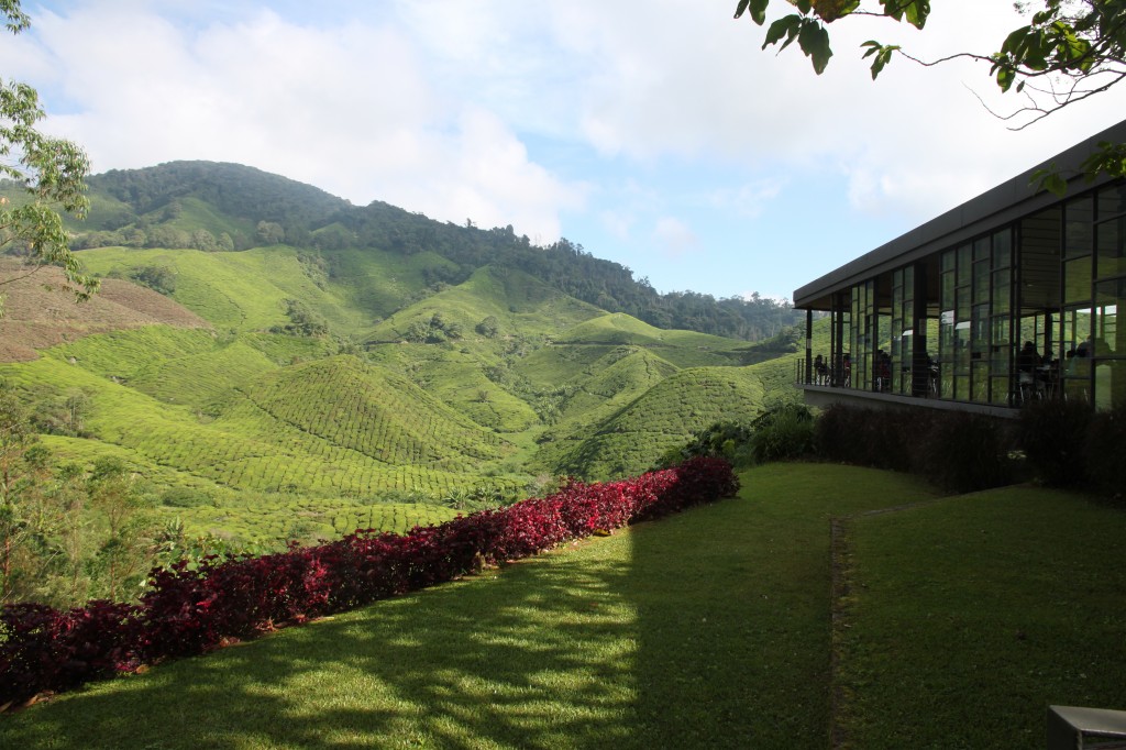 Boh tea plantations in the Cameron Highlands