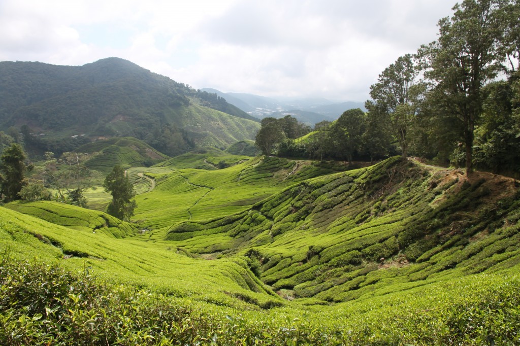 Tea plantations Cameron Highlands