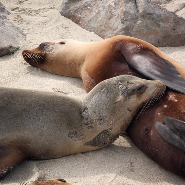 These seals in La Jolla make my heart happy.